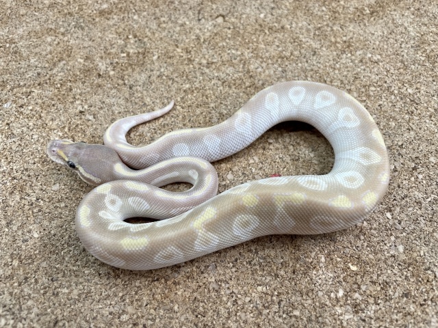ボールパイソン（モハベクリスタル）（No.24）