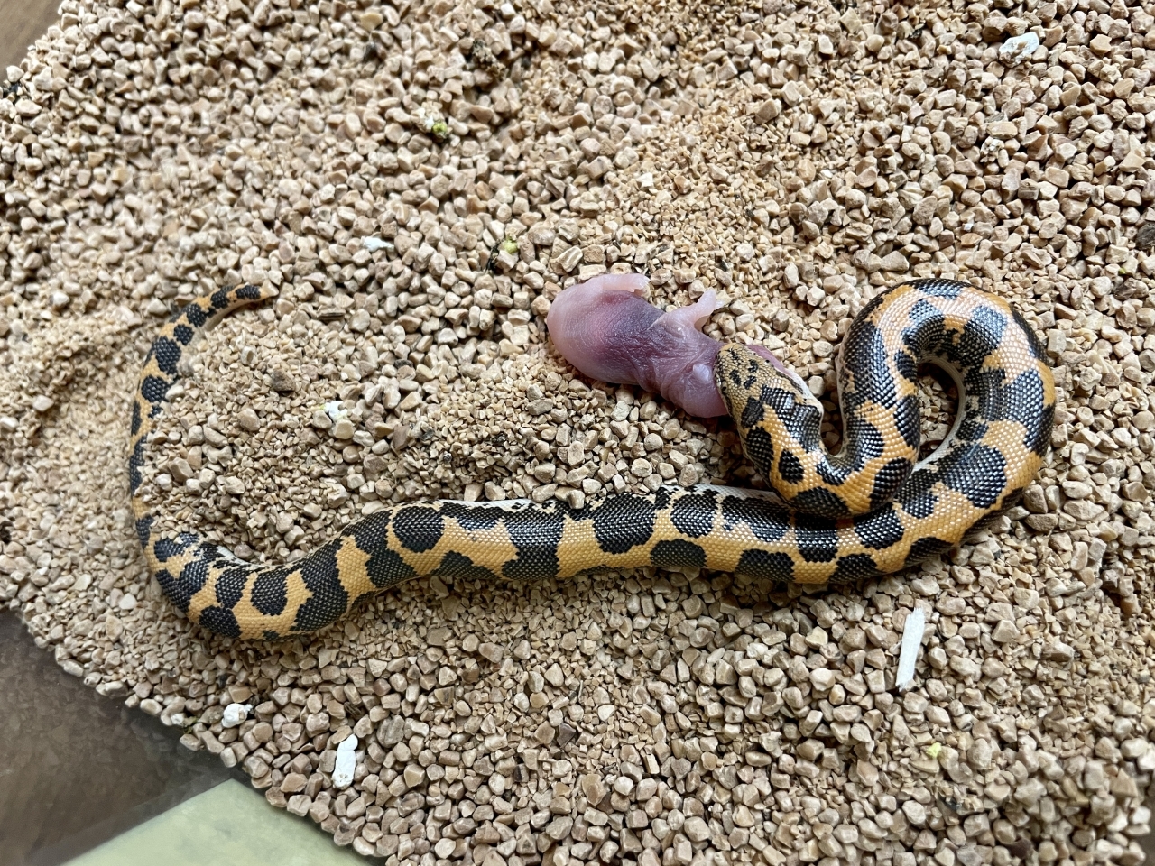 ケニアサンドボア（hetアネリ）(2)