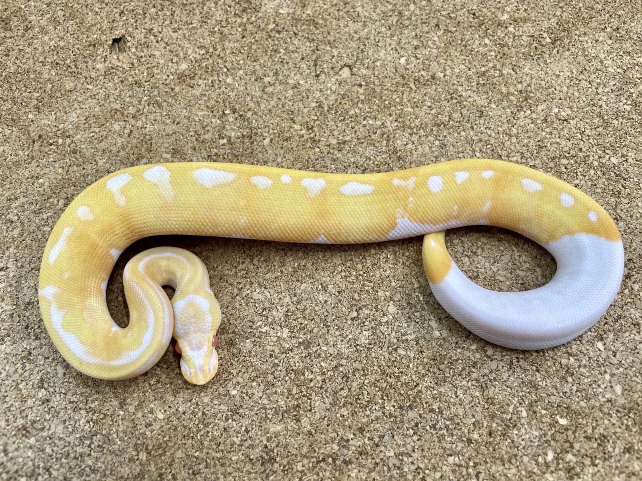 ボールパイソン（アルビノパイ20％ホワイト）（No.35）(1)