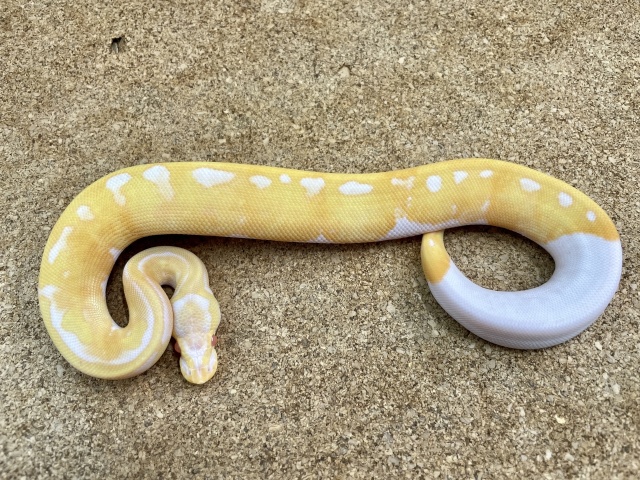 ボールパイソン（アルビノパイ20％ホワイト）（No.35）
