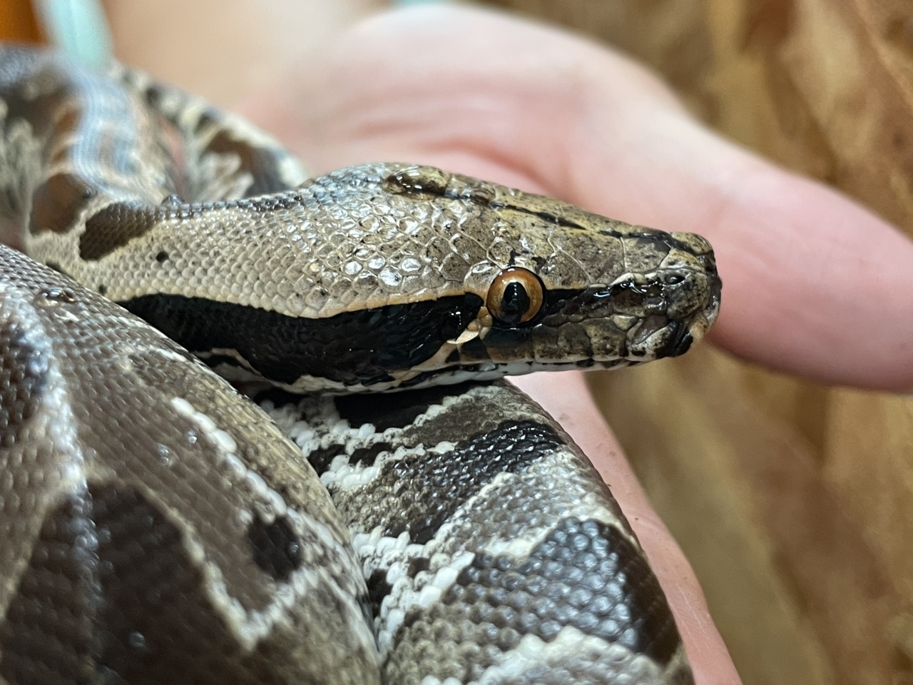 スマトラブラッドパイソン(3)