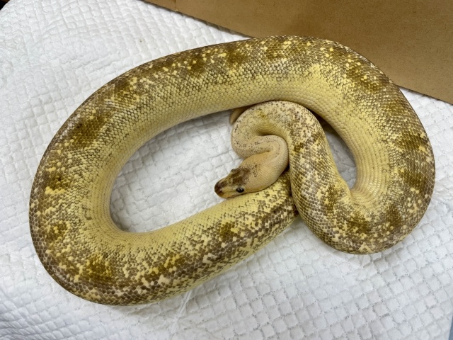 ボールパイソン（パステルシャンパン）