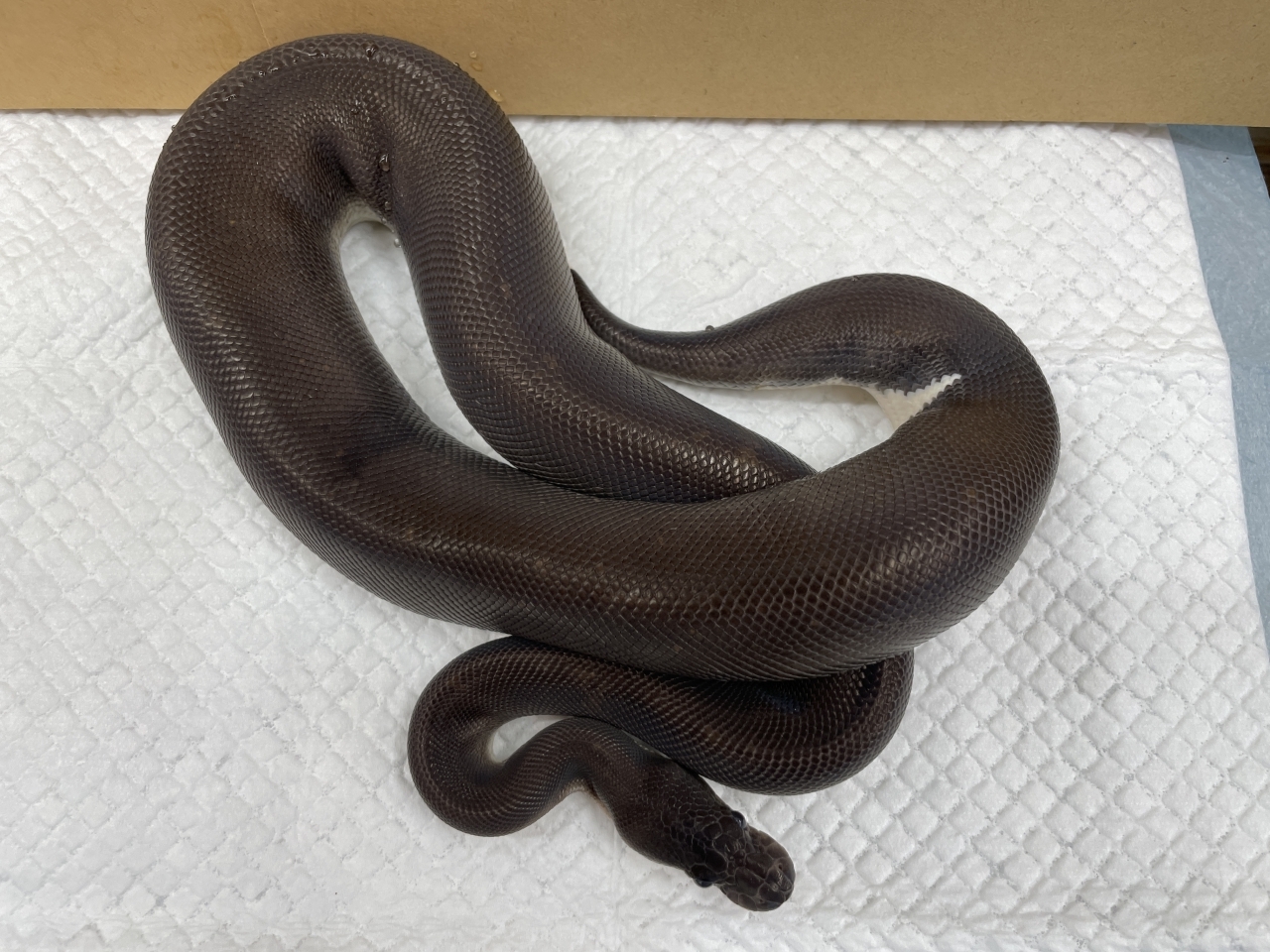 ボールパイソン（スーパーブラックパステルhetパイ）(1)