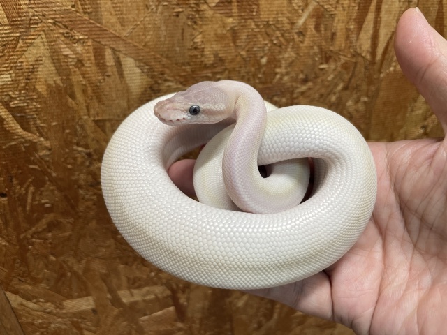 ボールパイソン（スーパーモハベ）（No.1）