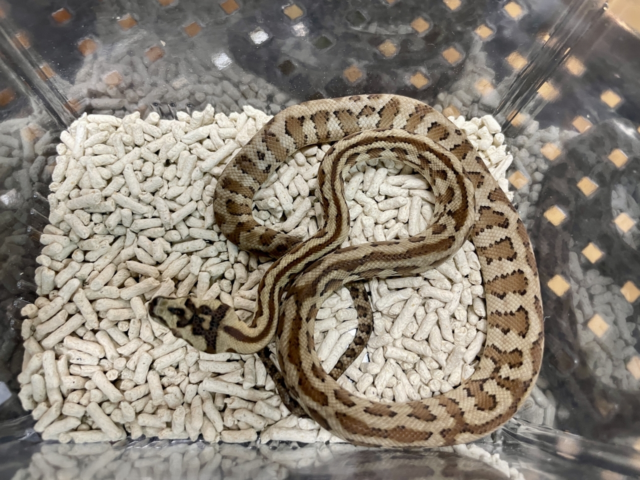 カーペットパイソン（キャラメルジャガー）(2)