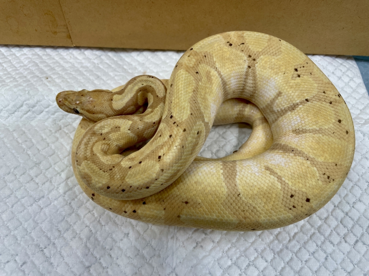 ボールパイソン（バナナエンチ）(1)