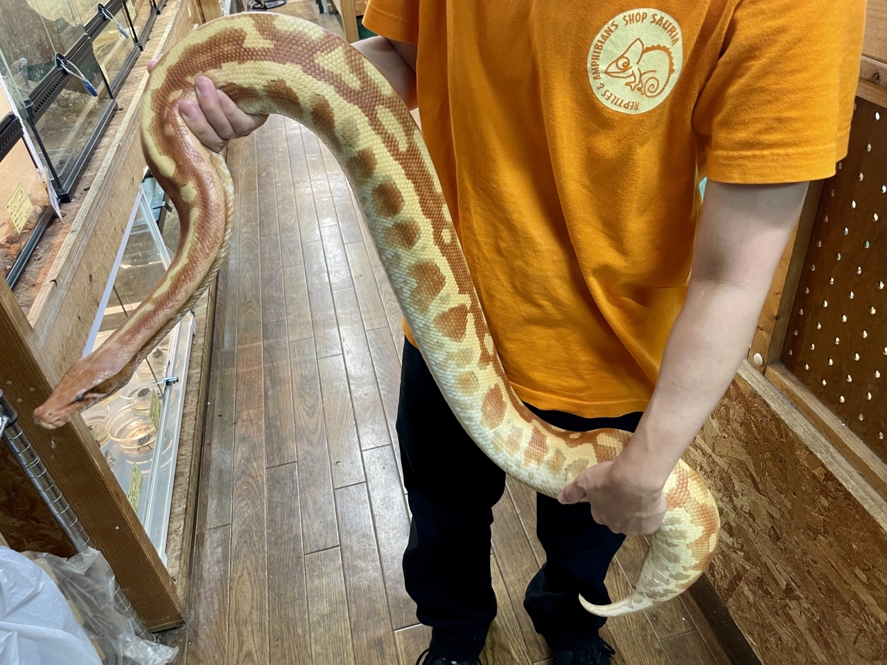 マラヤンブラッドパイソン（T-アルビノpossマトリックス）(1)