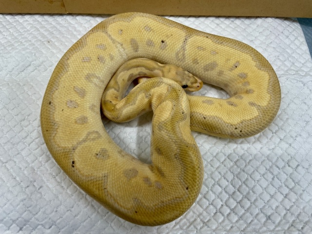 ボールパイソン（バナナクラウン）