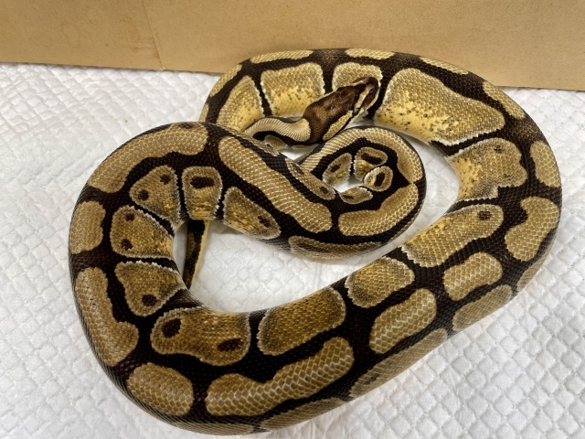 ボールパイソン（エンチhetクラウン）