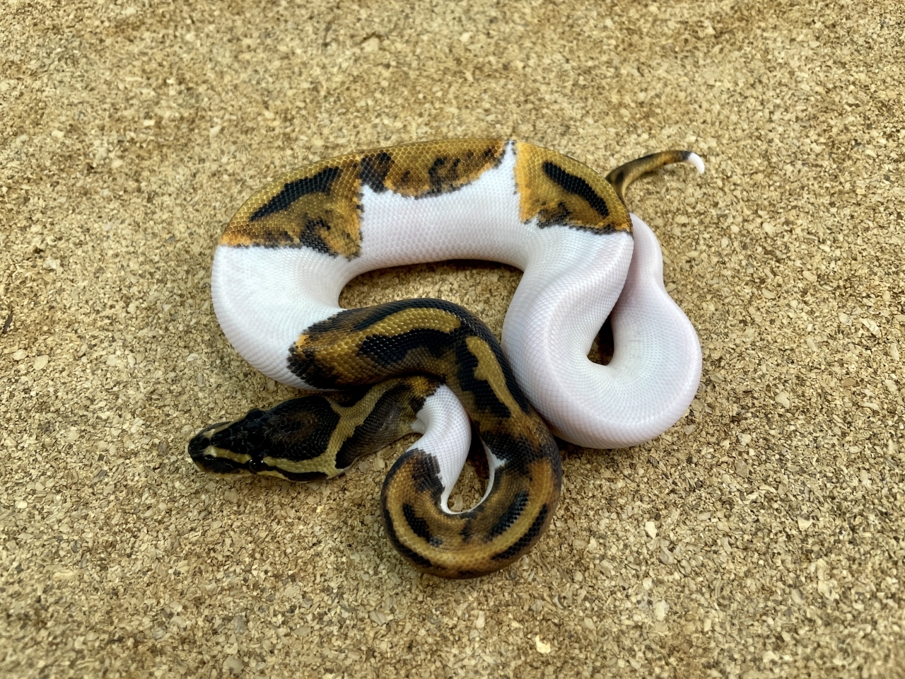 ボールパイソン（パイボール49％ホワイト）（No.34）(1)