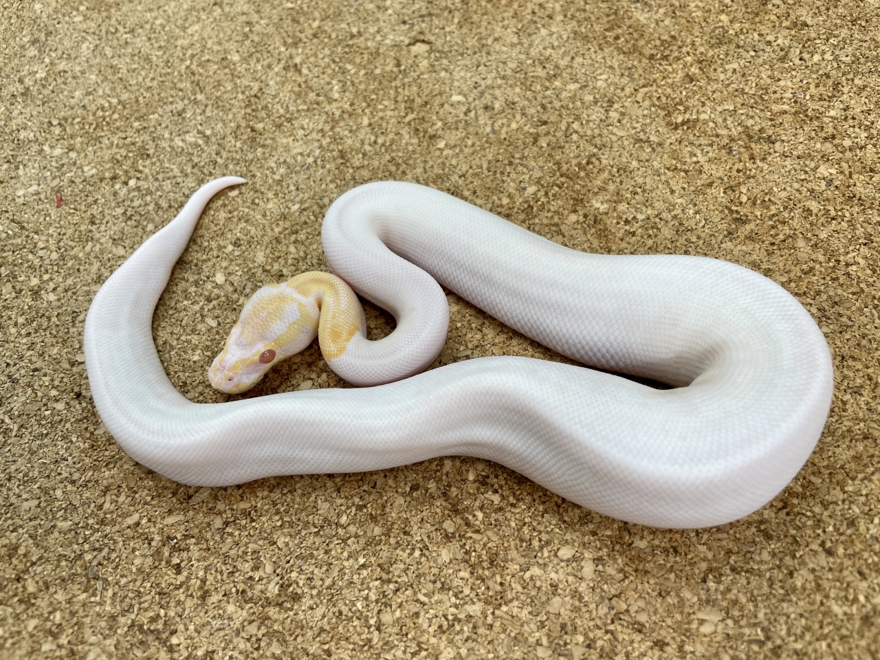 ボールパイソン（アルビノパイ90％ホワイト）（No.2）(1)
