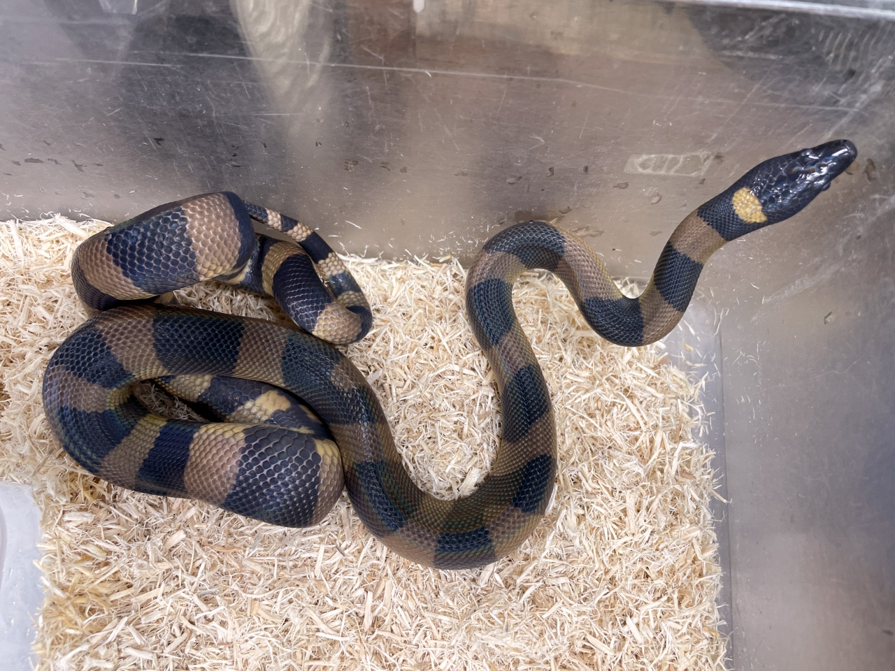 リングパイソン(2)