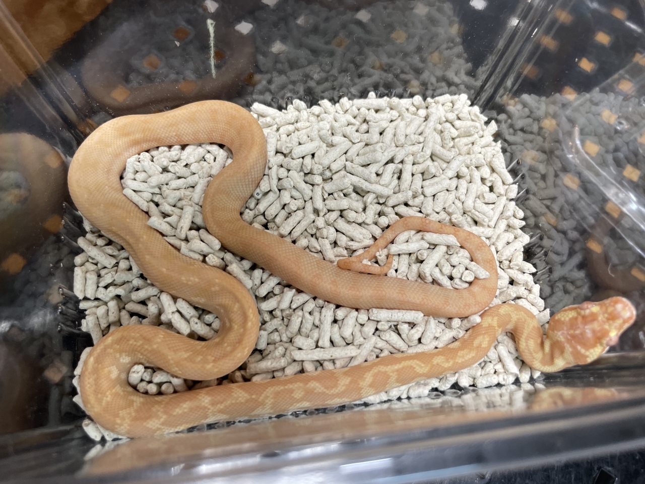 カーペットパイソン（アルビノレッドライン）(2)