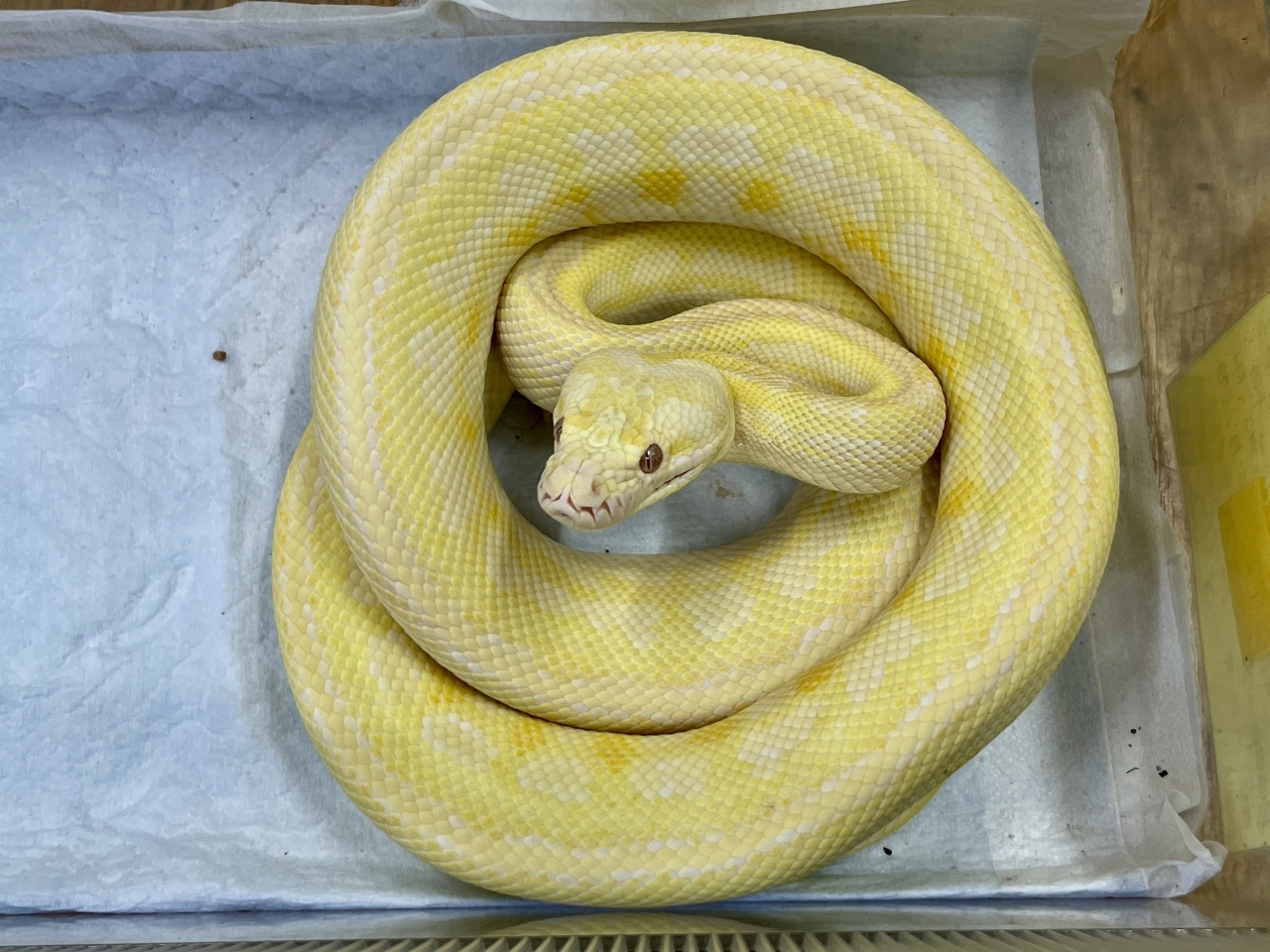 アルビノカーペットパイソン（レッドライン）(1)