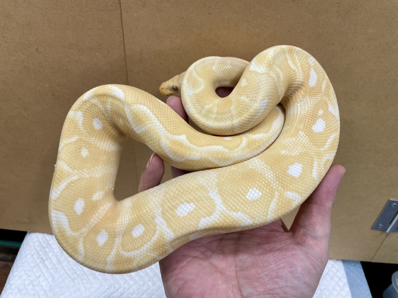 ボールパイソン（パステルグレイル）(2)