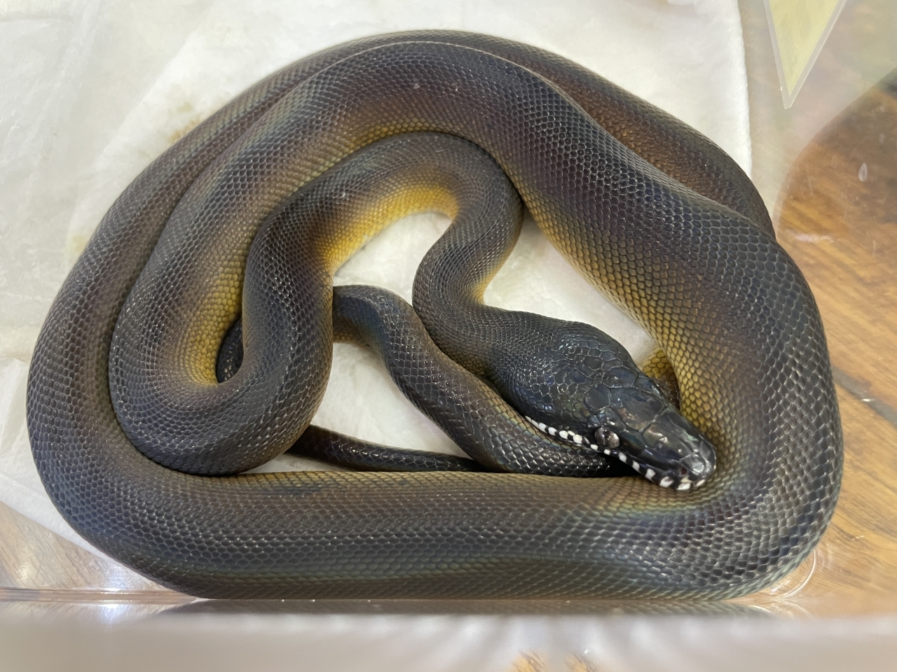 アルバーティスパイソン(2)