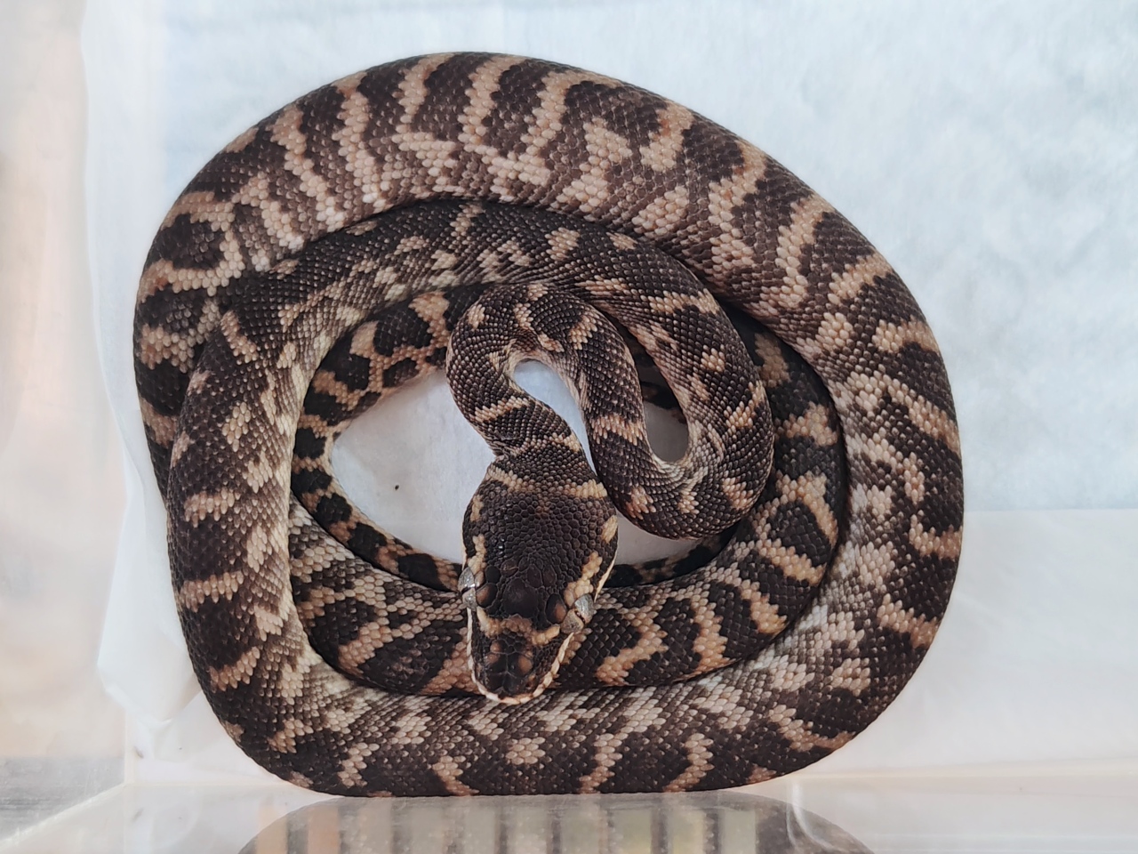 PYTHON REGIUS　洋書　ボールパイソン　カーペット　レインボーボア ヘビ ボアパイソン販売｜初心者向けから希少種まで｜爬虫類ショップ