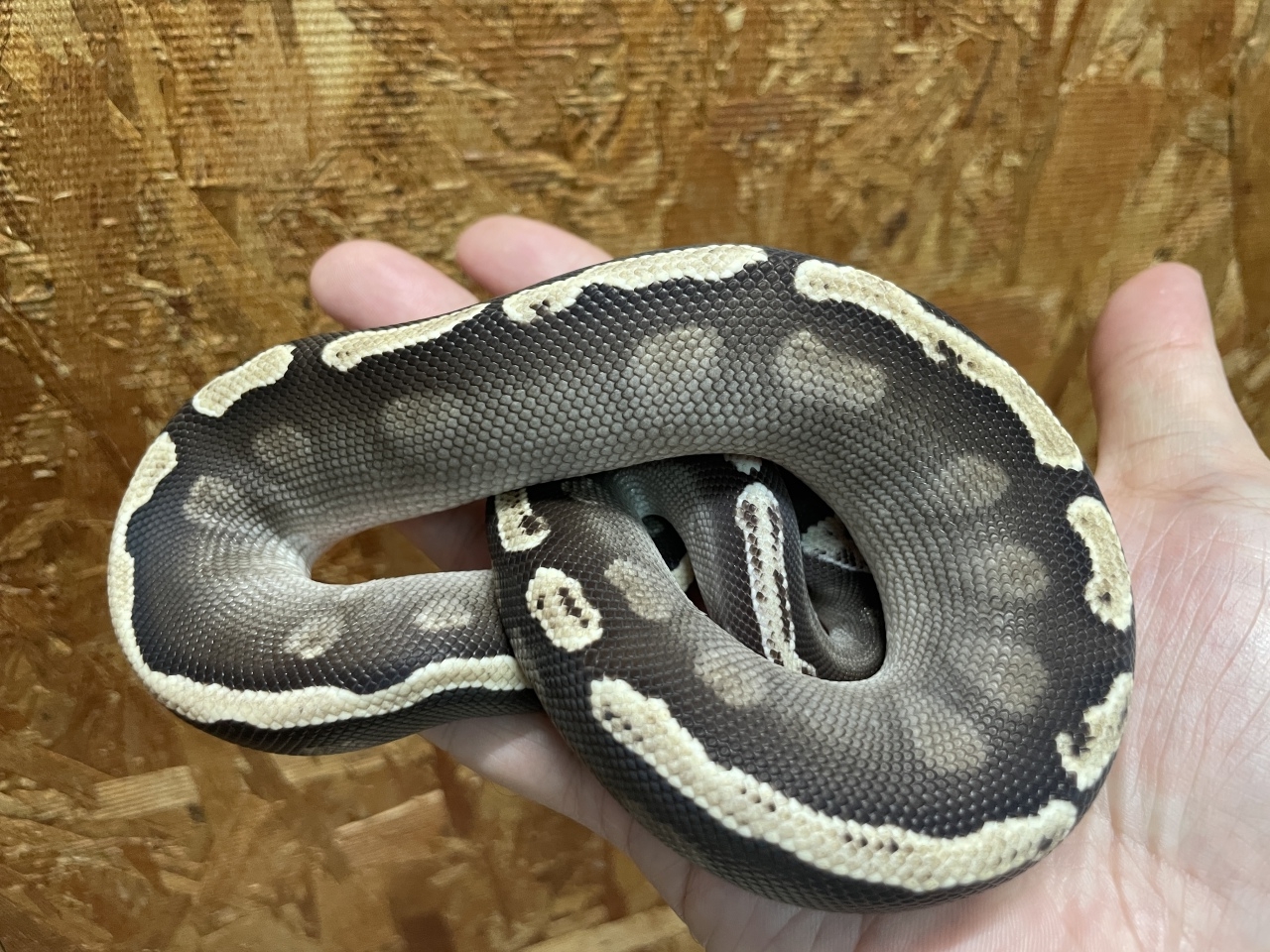 ボールパイソン（GHIモハベ）（No.1）(2)