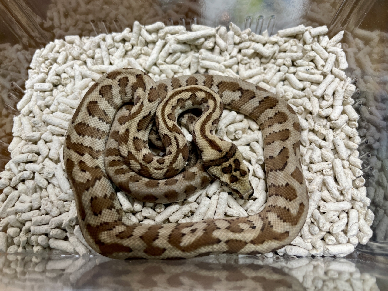 カーペットパイソン（キャラメルジャガー）(2)