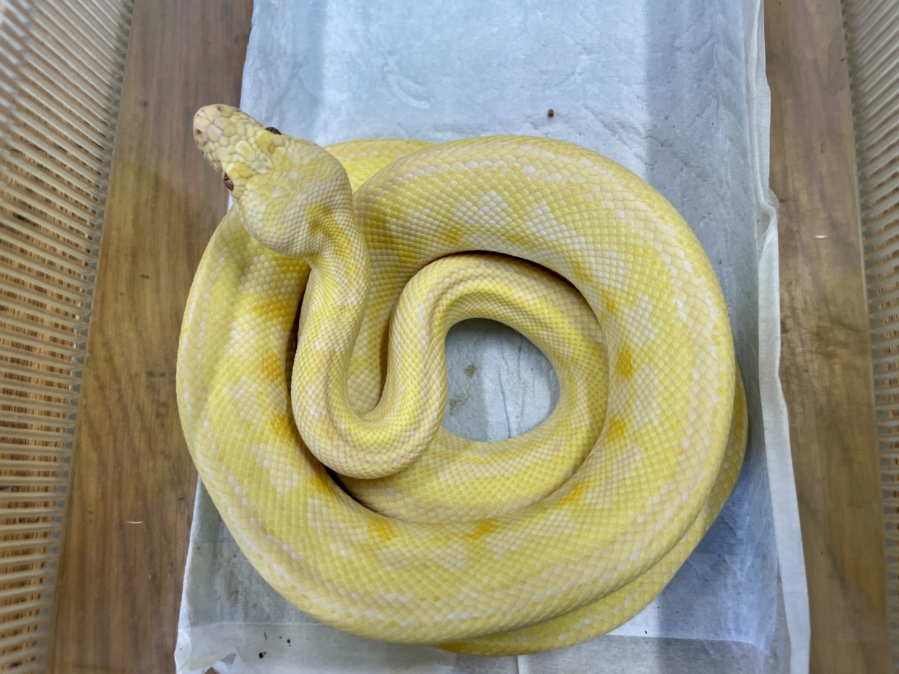 アルビノカーペットパイソン（レッドライン）(2)