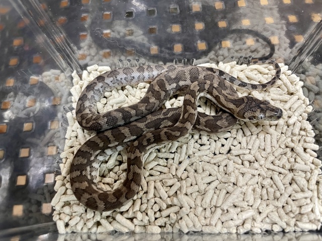 カーペットパイソン（キャラメルアザンティック）