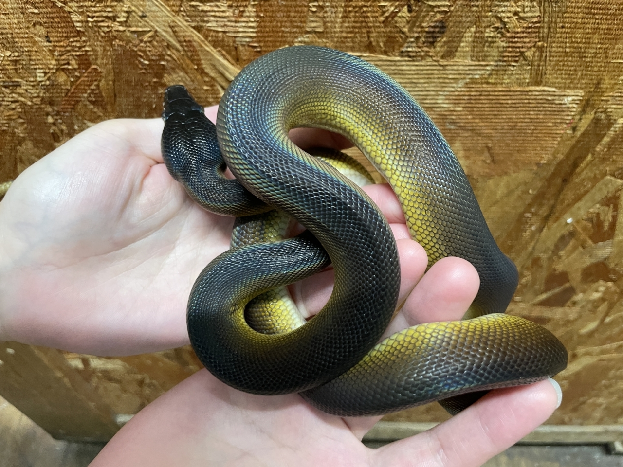 アルバーティスパイソン(3)