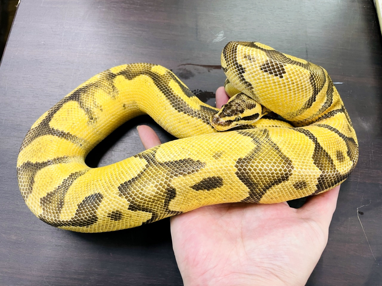 ボールパイソン（パステルエンチファイア）(3)