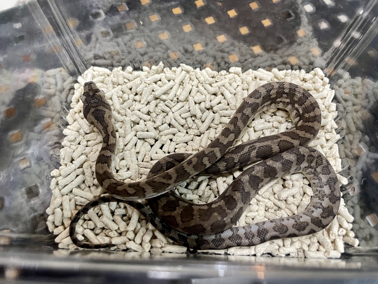 カーペットパイソン（キャラメルアザンティック）(2)