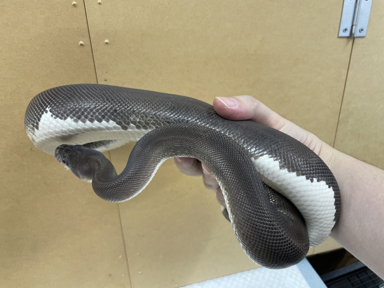ボールパイソン（スーパーブラックパステルhetパイ）(2)