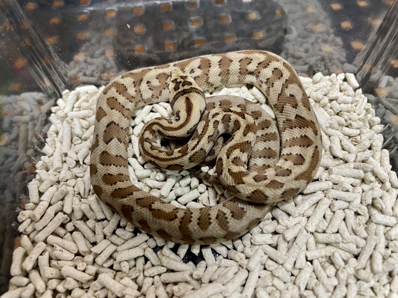 カーペットパイソン（キャラメルジャガー）(1)