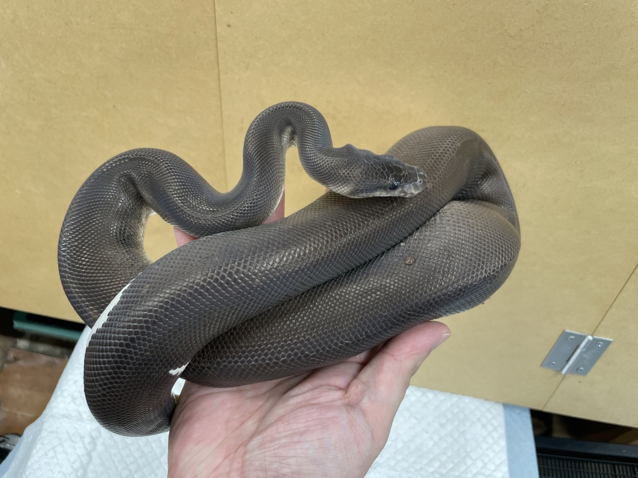 ボールパイソン（スーパーブラックパステルhetパイ）(3)