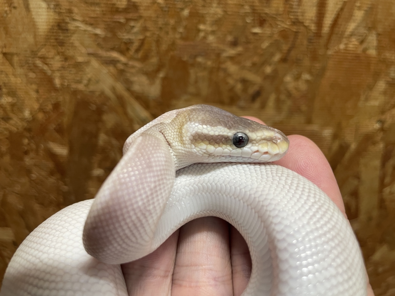 ボールパイソン（スーパーモハベ）（No.2）(2)