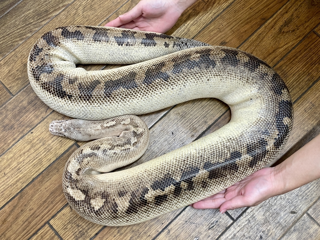 マラヤンブラッドパイソン（アイボリー）(3)