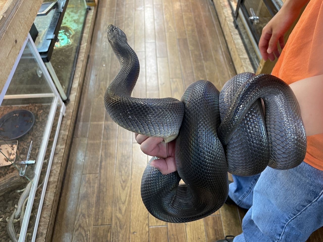 ウォーターパイソン(2)