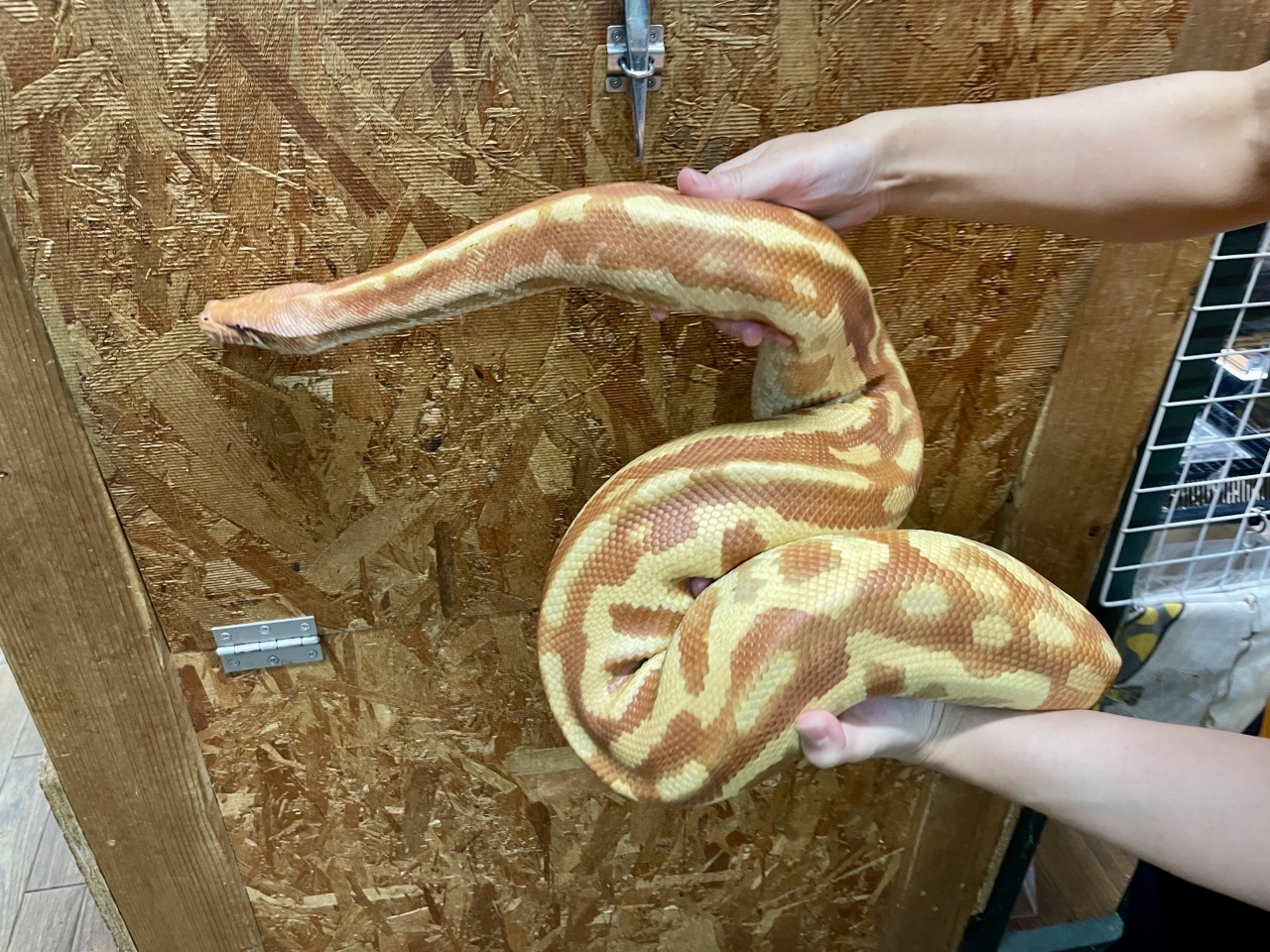 マラヤンブラッドパイソン（T-アルビノpossマトリックス）(3)