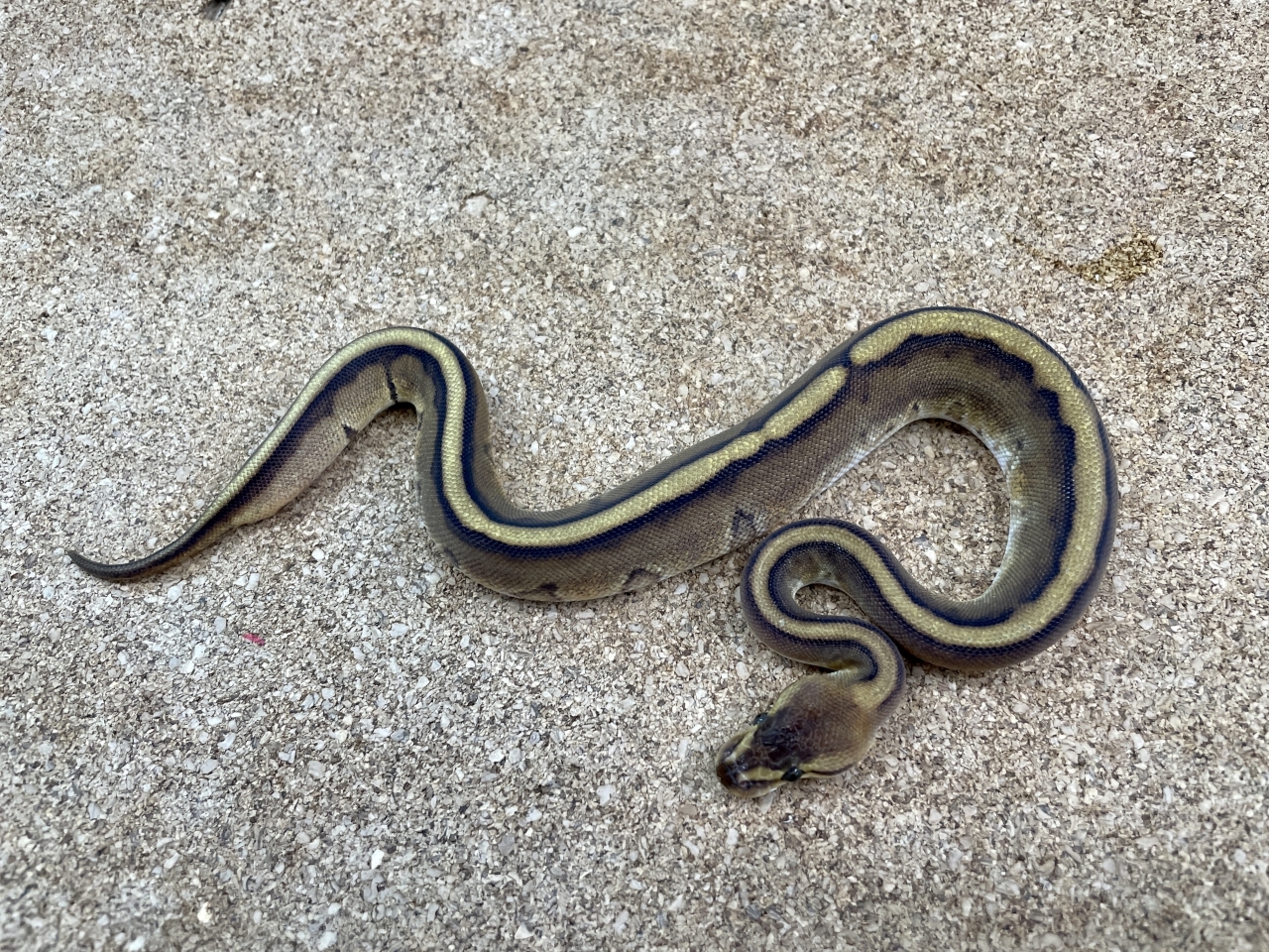 ボールパイソン（ジェネティックストライプ）（No.19）(1)