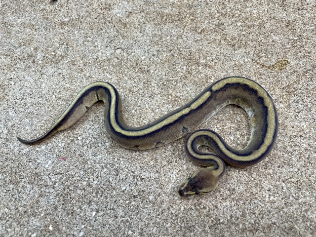 ボールパイソン（ジェネティックストライプ）（No.19）