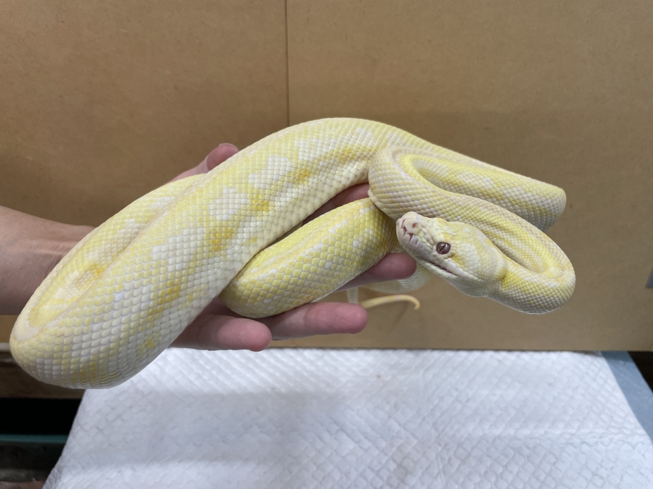 アルビノカーペットパイソン（レッドライン）(4)