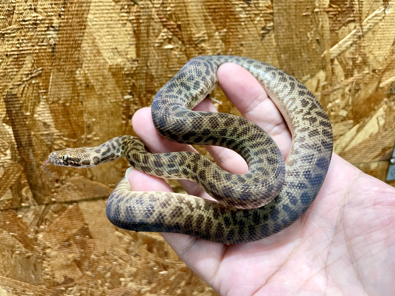 チルドレンパイソン(2)