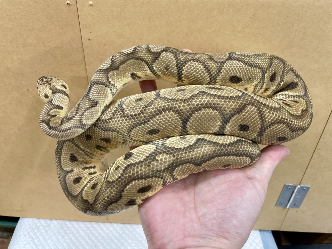 ボールパイソン（パステルクラウン）(2)