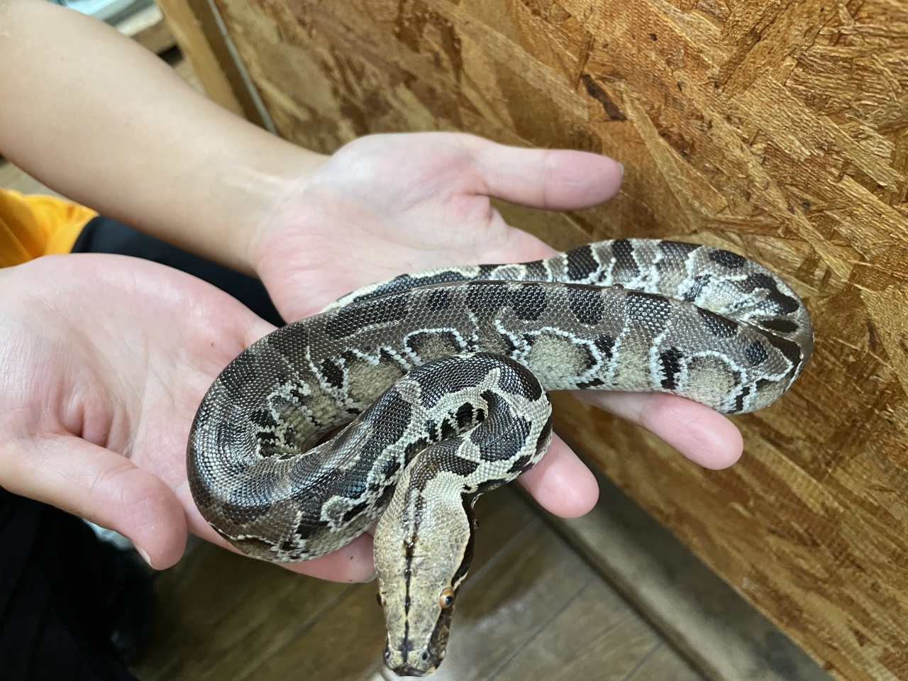 スマトラブラッドパイソン(2)