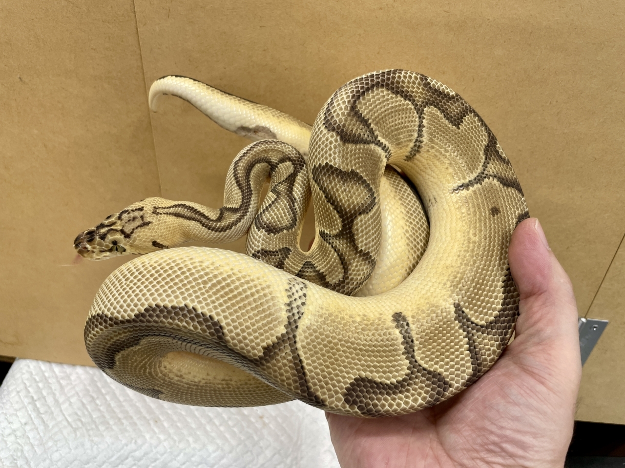 ボールパイソン（パステルエンチクラウン）(2)