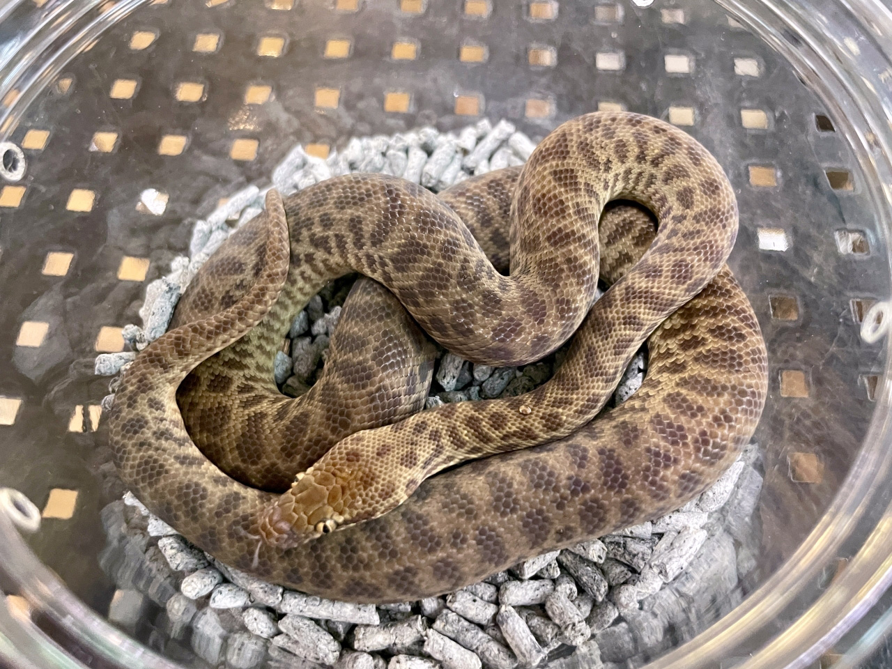 チルドレンパイソン(1)