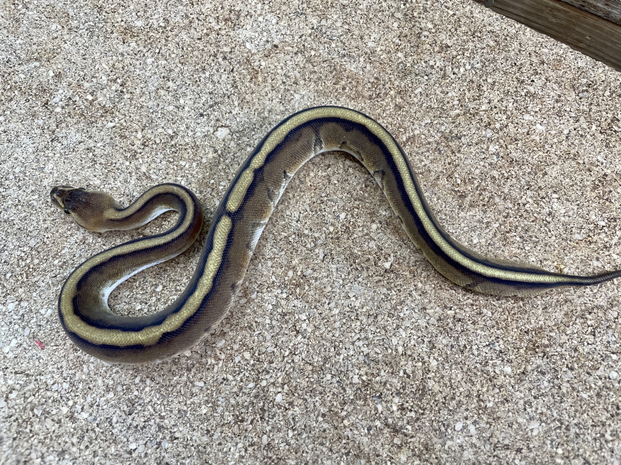 ボールパイソン（ジェネティックストライプ）（No.19）(2)