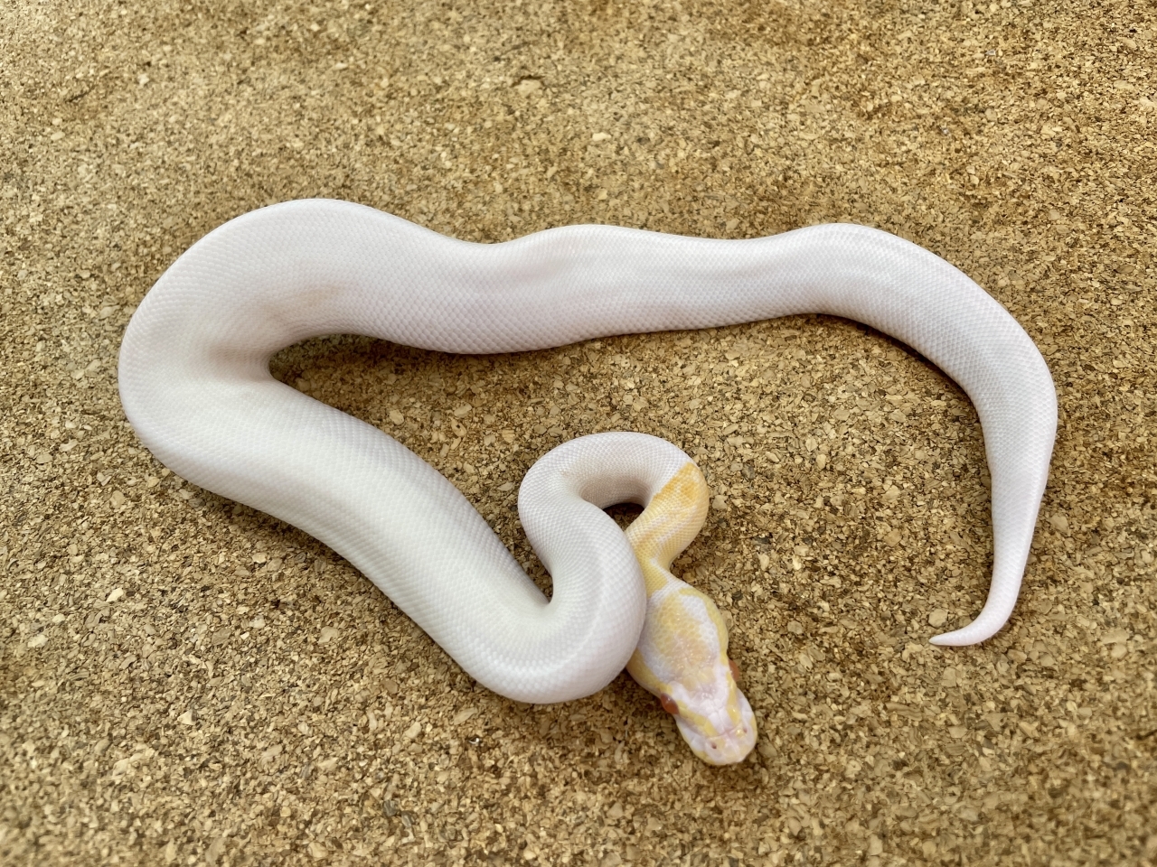 ボールパイソン（アルビノパイ90％ホワイト）（No.2）(2)