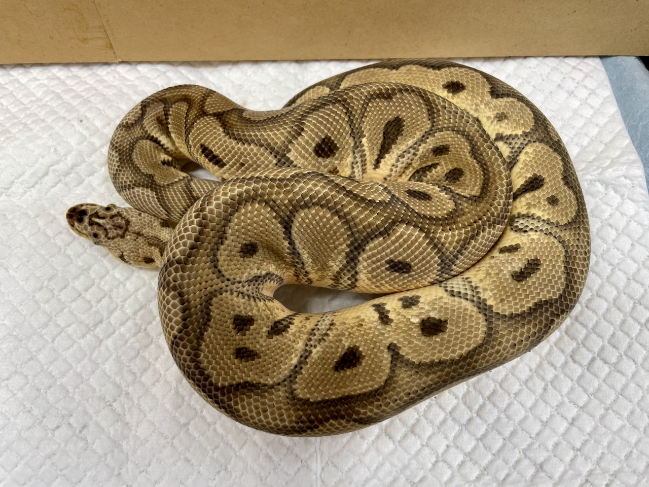 ボールパイソン（パステルクラウン）(1)