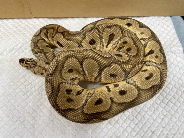 ボールパイソン（パステルクラウン）