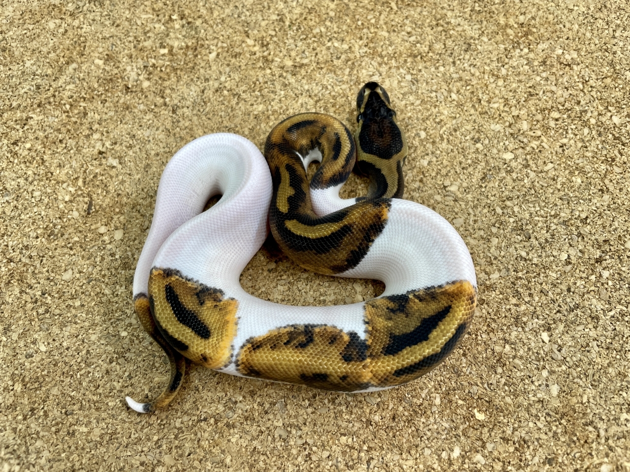 ボールパイソン（パイボール49％ホワイト）（No.34）(2)