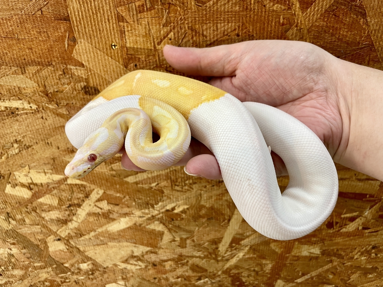 ボールパイソン（アルビノパイ）(3)