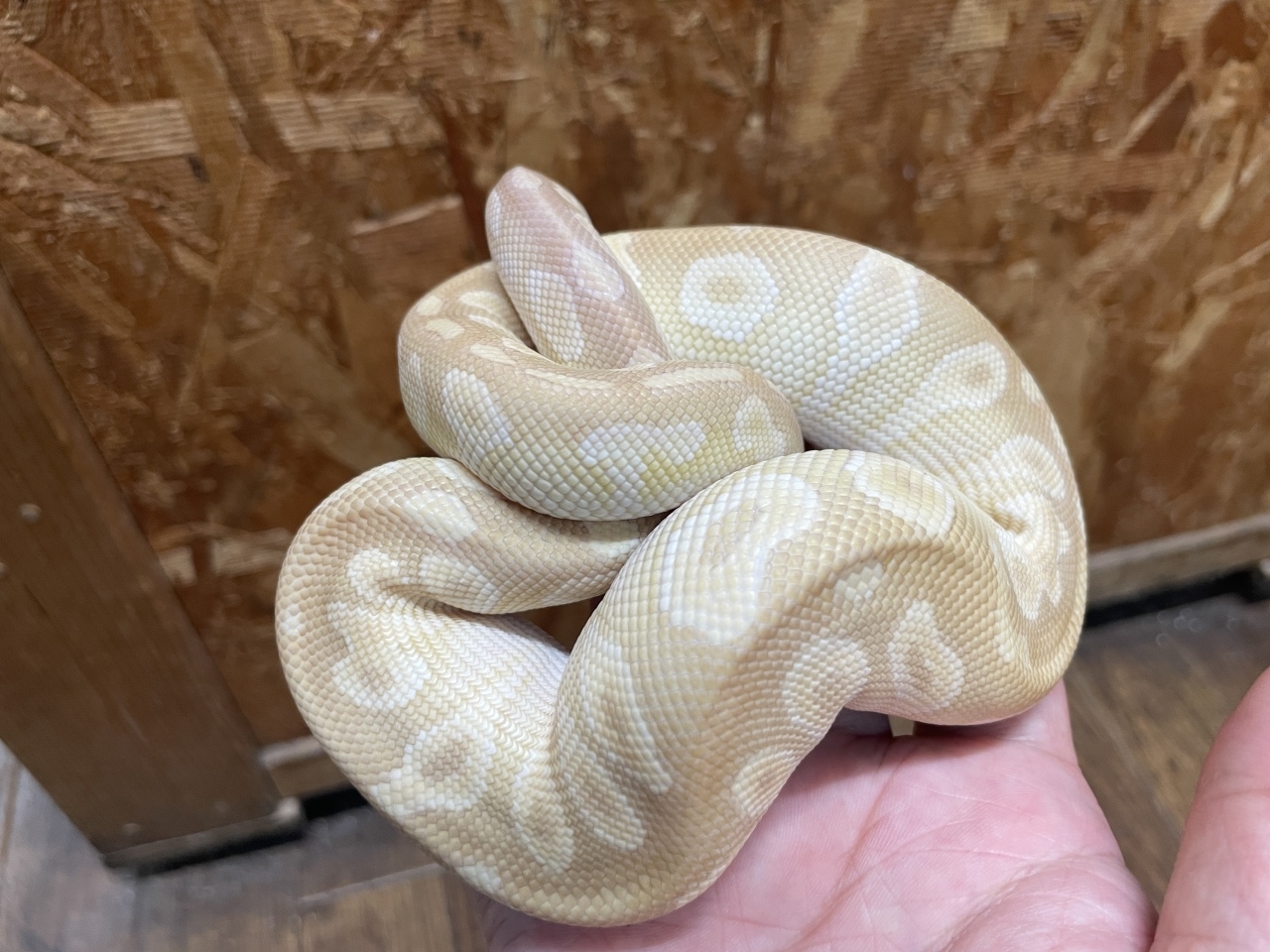 ボールパイソン（クリスタル）(2)